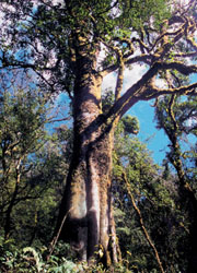 2700 years old tea tree